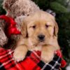 Image of Sugar, a Golden Retriever puppy