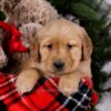 Image of Sugar, a Golden Retriever puppy