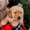 Image of Sugar, a Golden Retriever puppy