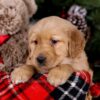 Image of Sugar, a Golden Retriever puppy