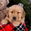 Image of Sugar, a Golden Retriever puppy