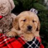 Image of Sugar, a Golden Retriever puppy