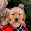 Image of Sugar, a Golden Retriever puppy