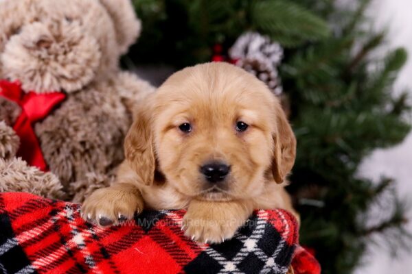 Image of Sugar, a Golden Retriever puppy