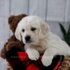 Image of Tammie, a Golden Retriever puppy