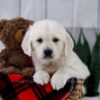 Image of Tammie, a Golden Retriever puppy