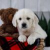 Image of Tammie, a Golden Retriever puppy