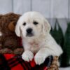 Image of Tammie, a Golden Retriever puppy