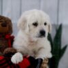 Image of Tammie, a Golden Retriever puppy