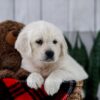 Image of Tammie, a Golden Retriever puppy