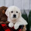 Image of Tammie, a Golden Retriever puppy