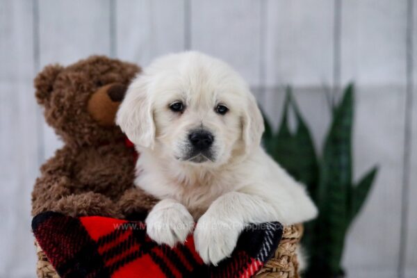 Image of Tammie, a Golden Retriever puppy