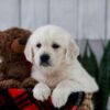 Image of Tammie, a Golden Retriever puppy