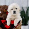 Image of Tanner, a Golden Retriever puppy