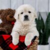 Image of Tanner, a Golden Retriever puppy