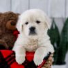 Image of Tanner, a Golden Retriever puppy