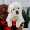 Image of Tanner, a Golden Retriever puppy