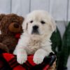 Image of Tanner, a Golden Retriever puppy