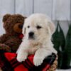 Image of Tanner, a Golden Retriever puppy