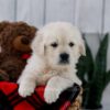 Image of Tanner, a Golden Retriever puppy