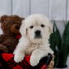 Image of Tanner, a Golden Retriever puppy