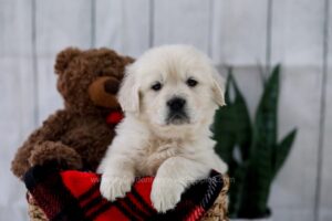 Image of Tanner, a Golden Retriever puppy