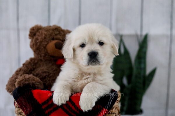 Image of Tanner, a Golden Retriever puppy