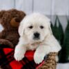 Image of Tara, a Golden Retriever puppy