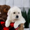 Image of Tara, a Golden Retriever puppy