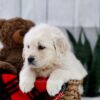 Image of Tara, a Golden Retriever puppy