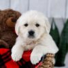 Image of Tara, a Golden Retriever puppy