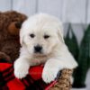 Image of Tara, a Golden Retriever puppy