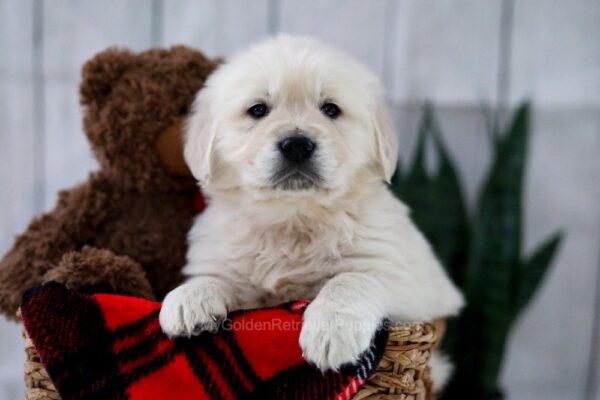 Image of Tara, a Golden Retriever puppy