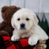 Image of Tara, a Golden Retriever puppy