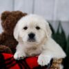 Image of Tara, a Golden Retriever puppy