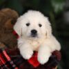 Image of Thor, a Golden Retriever puppy