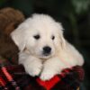 Image of Thor, a Golden Retriever puppy