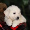 Image of Thor, a Golden Retriever puppy