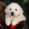 Image of Thor, a Golden Retriever puppy