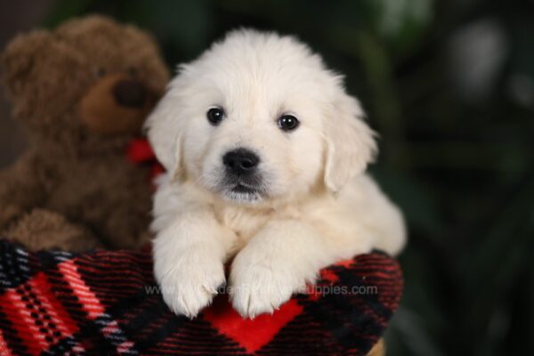 Image of Thor, a Golden Retriever puppy