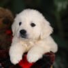 Image of Thor, a Golden Retriever puppy