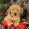 Image of Tiana, a Golden Retriever puppy