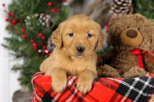 Image of Tiana, a Golden Retriever puppy