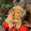 Image of Tiana, a Golden Retriever puppy