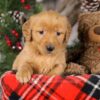 Image of Tiana, a Golden Retriever puppy