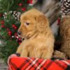 Image of Tiana, a Golden Retriever puppy