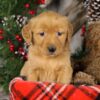 Image of Tiana, a Golden Retriever puppy