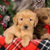 Image of Tiana, a Golden Retriever puppy