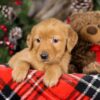 Image of Tiana, a Golden Retriever puppy