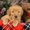 Image of Tiana, a Golden Retriever puppy